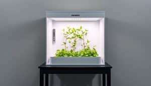 Growbox auf Rechnung ohne Klarna