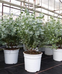 2 Stück Eucalyptus Gunni Gunnii Busch Kugel Eukalyptusbaum
