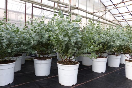2 Stück Eucalyptus Gunni Gunnii Busch Kugel Eukalyptusbaum