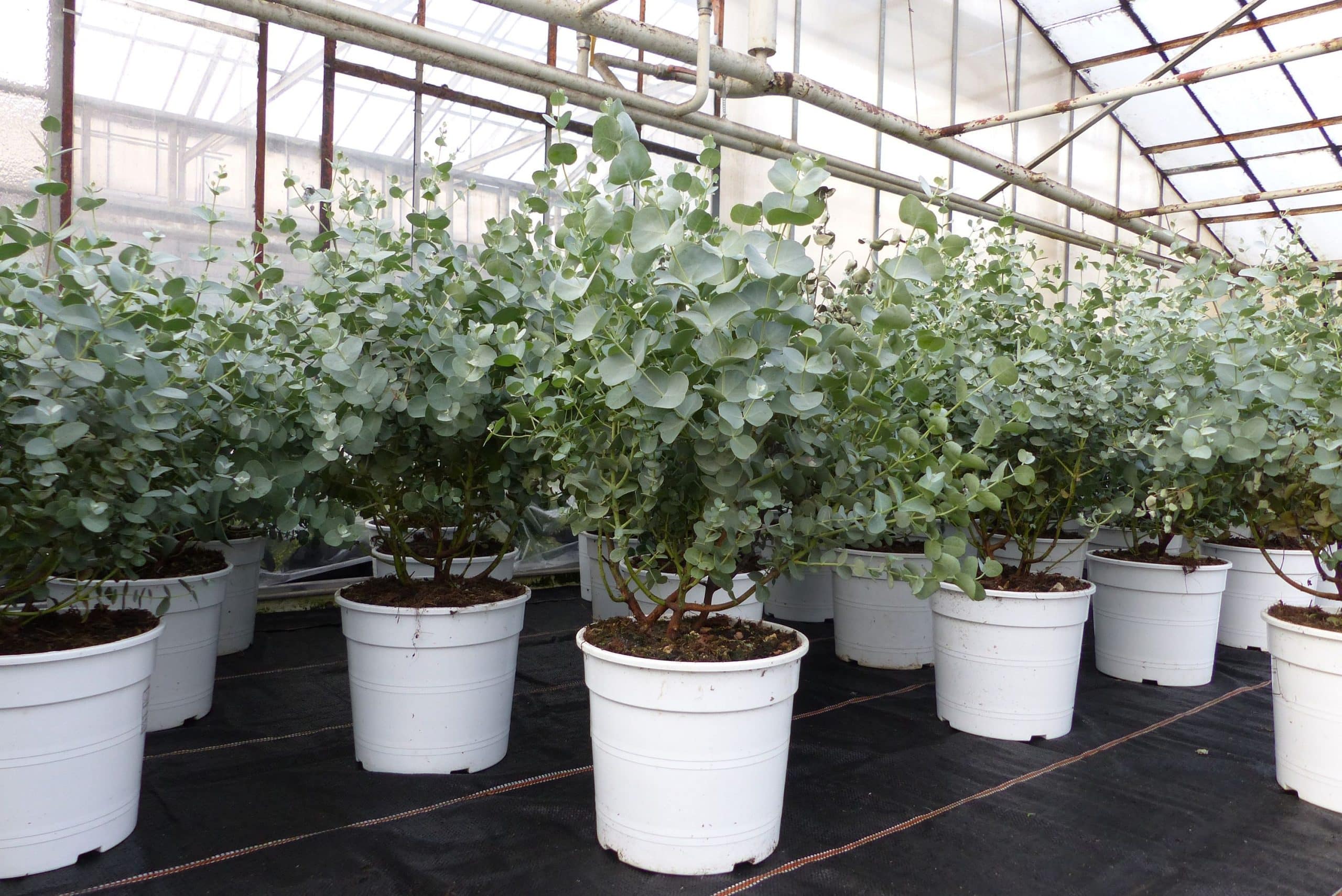 2 Stück Eucalyptus Gunni Gunnii Busch Kugel Eukalyptusbaum