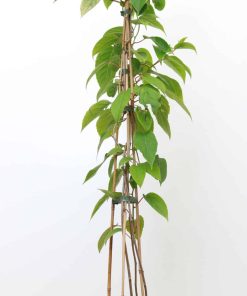 Actinidia chinensis 'Jenny'