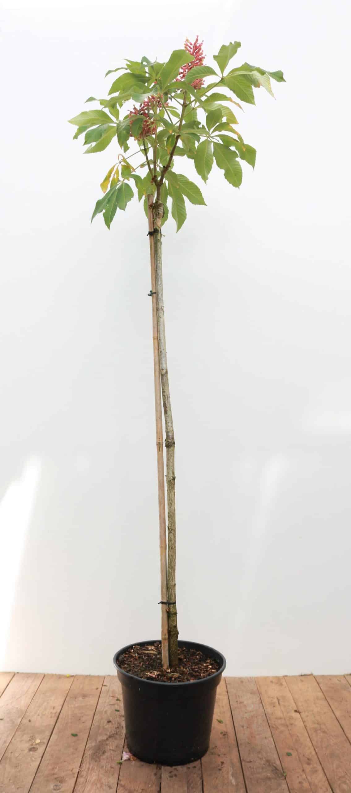 Aesculus pavia 'Rosea Nana'