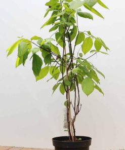 Calycanthus floridus