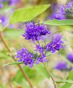 Caryopteris clandonensis 'Heavenly Blue'