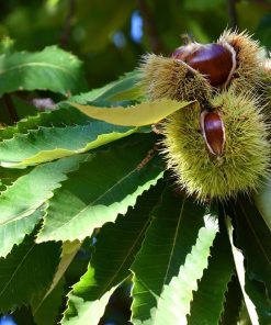 Esskastanie Castanea sativa 180 cm  Kastanie Kastanienbaum Pflanze winterhart