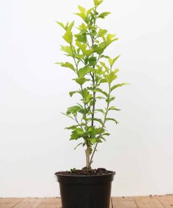 Hibiscus syriacus 'Marina'