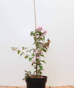 Kolkwitzia amabilis 'Pink Cloud'