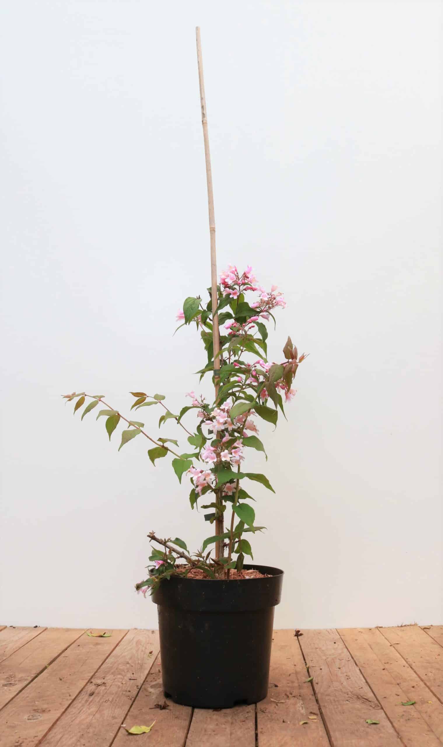 Kolkwitzia amabilis 'Pink Cloud'