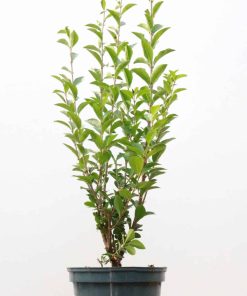 Ligustrum ovalifolium