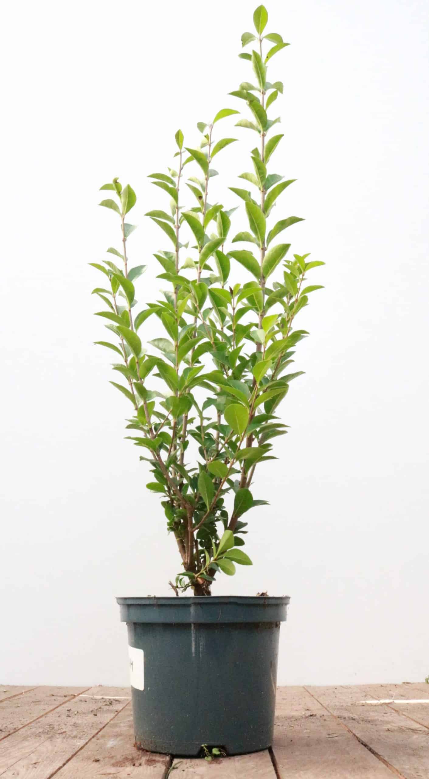 Ligustrum ovalifolium
