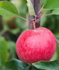 Malus 'Roter Berlepsch'