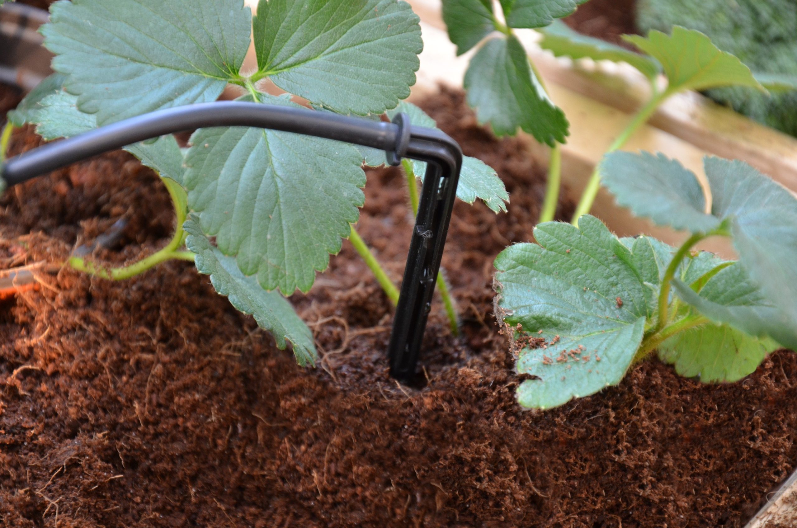 Palram - Canopia Bewässerungssystem