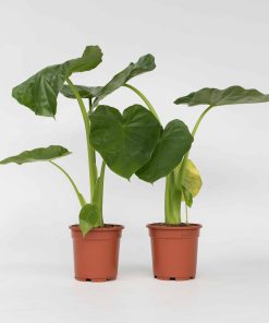 Plant in a Box - Alokasie - 2 Stk - Alocasia 'Macrorrhizos' - Höhe 60-70cm - Topf 17cm