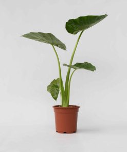 Plant in a Box - Alokasie - Alocasia 'Macrorrhizos' - Höhe 60-70cm - Topf 17cm