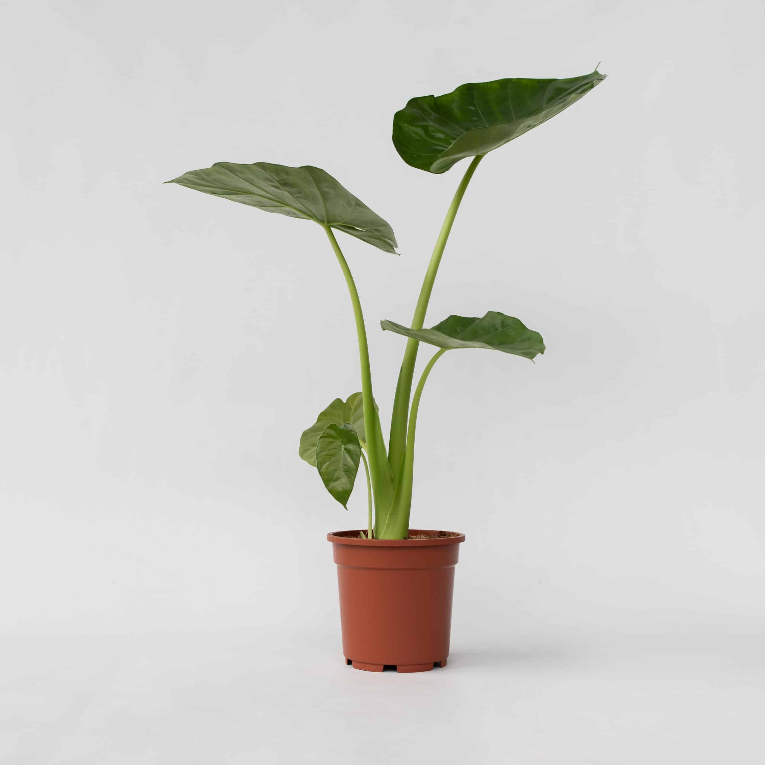 Plant in a Box - Alokasie - Alocasia 'Macrorrhizos' - Höhe 60-70cm - Topf 17cm