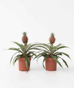 Plant in a Box - Ananaspflanze - 2 Stk - Ananas comosus 'Mi Amigo' - Höhe 35-45cm - Topf 12cm