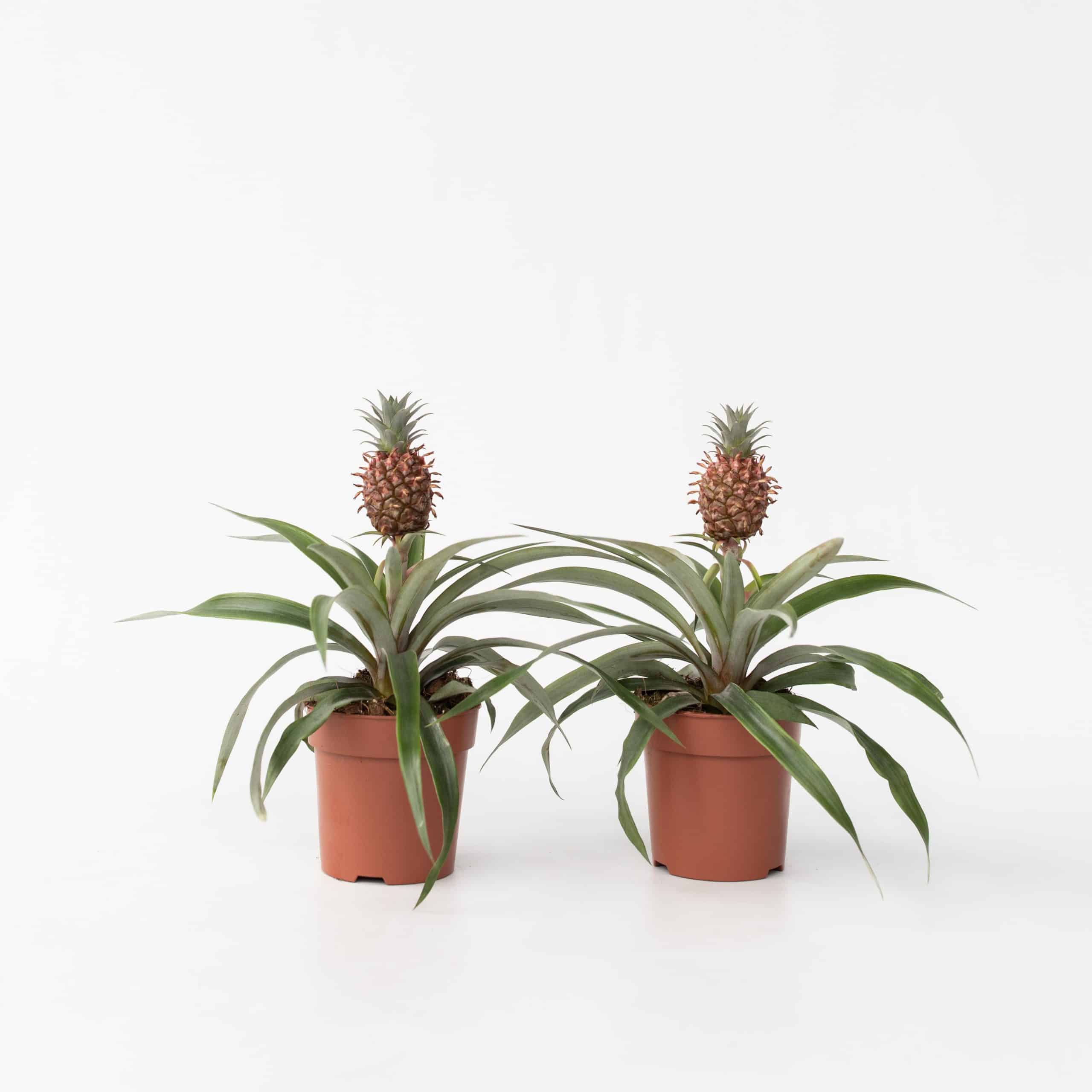 Plant in a Box - Ananaspflanze - 2 Stk - Ananas comosus 'Mi Amigo' - Höhe 35-45cm - Topf 12cm