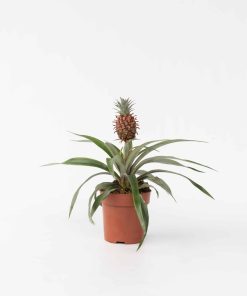 Plant in a Box - Ananaspflanze - Ananas comosus 'Mi Amigo' - Höhe 35-45cm - Topf 12cm