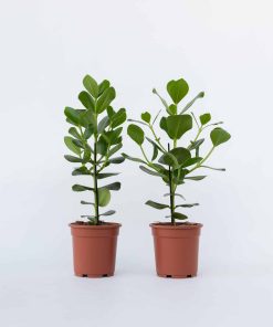 Plant in a Box - Balsamapfel - 2 Stk - Clusia rosea 'Princess' - Höhe 50-60cm - Topf 17cm