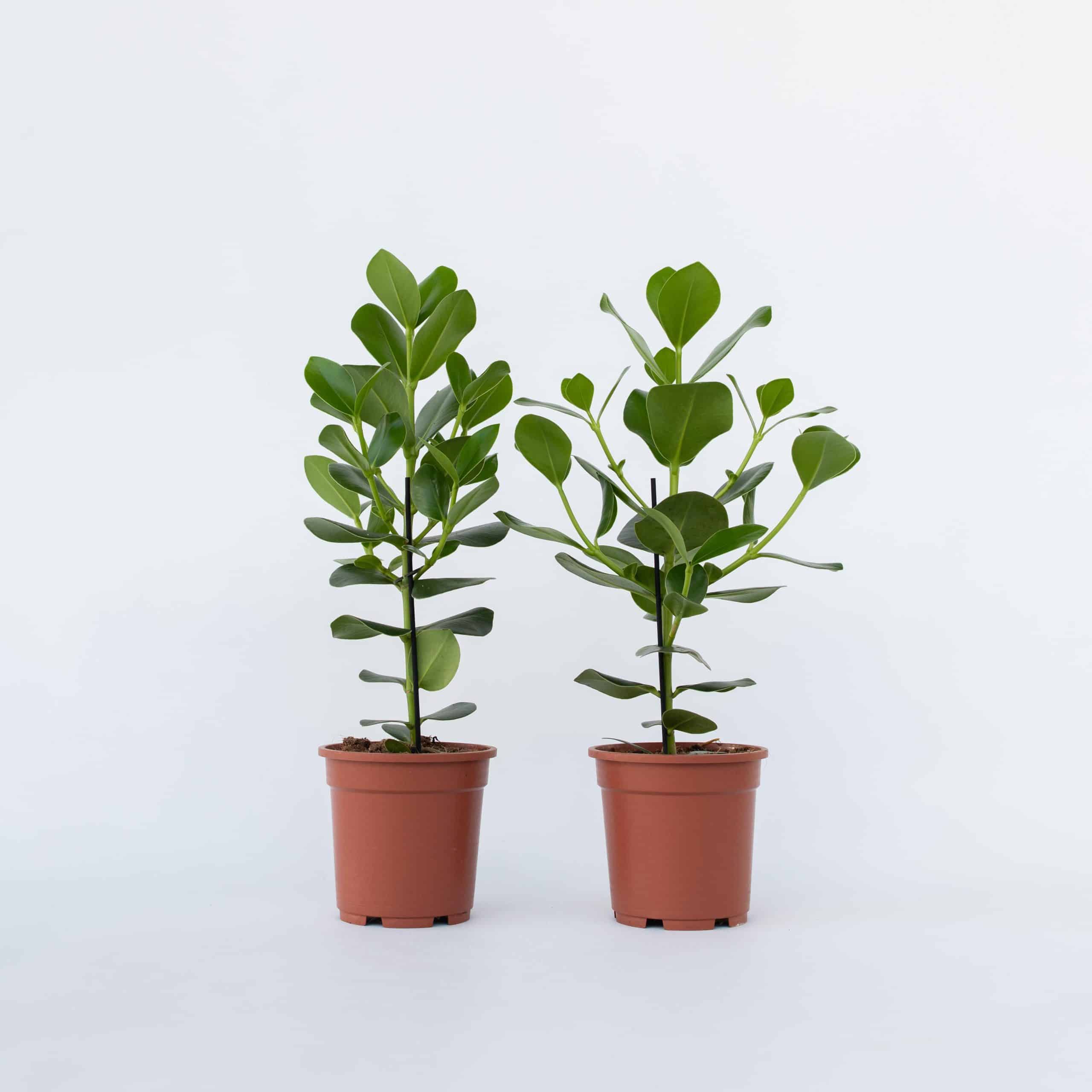 Plant in a Box - Balsamapfel - 2 Stk - Clusia rosea 'Princess' - Höhe 50-60cm - Topf 17cm