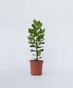 Plant in a Box - Balsamapfel - Clusia rosea 'Princess' - Höhe 50-60cm - Topf 17cm