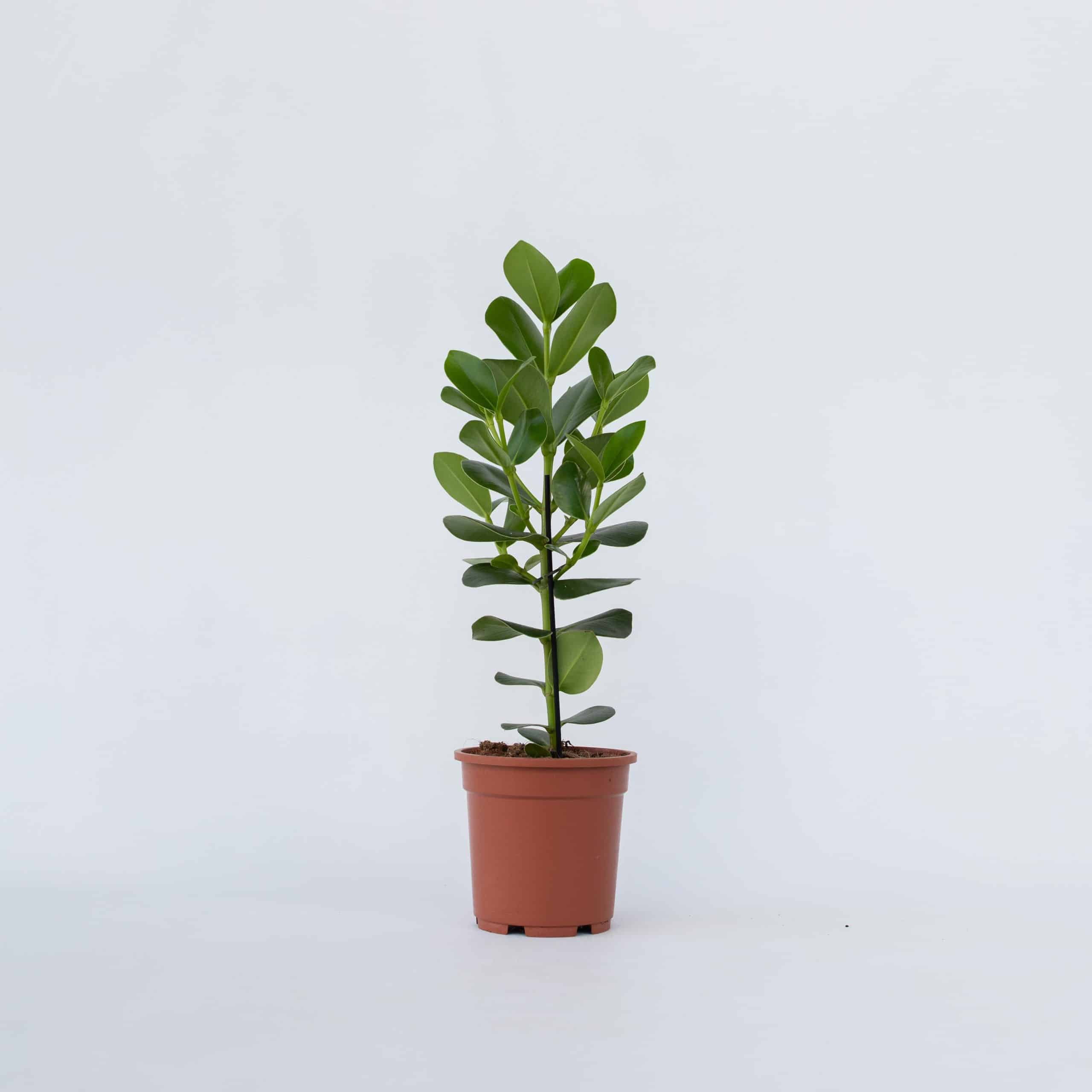 Plant in a Box - Balsamapfel - Clusia rosea 'Princess' - Höhe 50-60cm - Topf 17cm