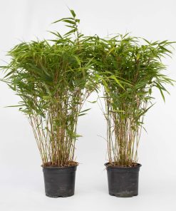 Plant in a Box - Bambus - 2 Stk - Fargesia nitida 'Gansu' - Höhe 50-70cm - Topf 17cm