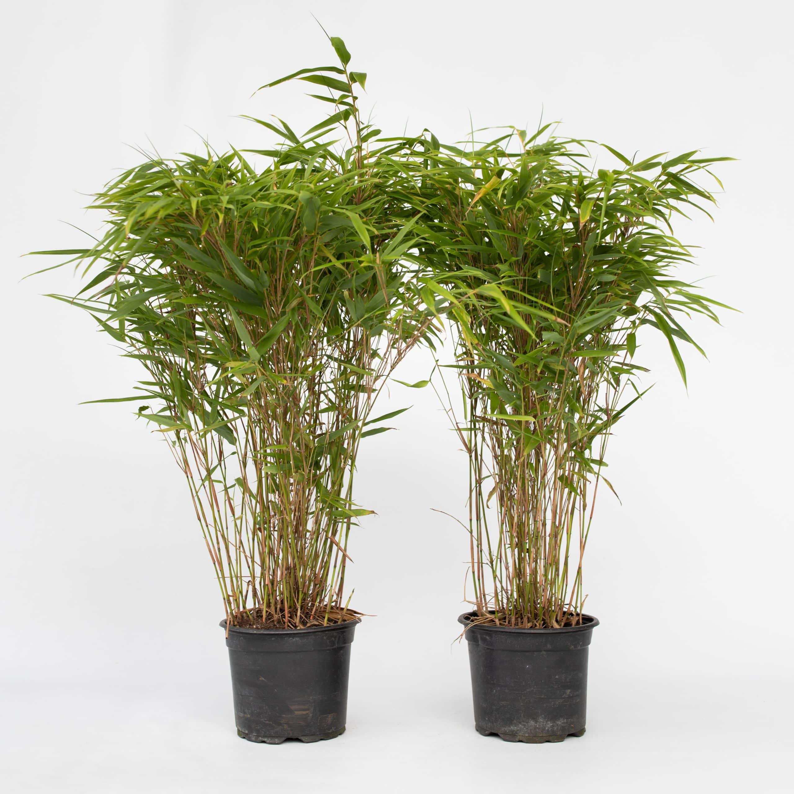 Plant in a Box - Bambus - 2 Stk - Fargesia nitida 'Gansu' - Höhe 50-70cm - Topf 17cm