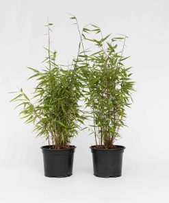 Plant in a Box - Bambus - 2 Stk - Fargesia nitida 'Red Dragon' - Höhe 60-80cm - Topf 17cm
