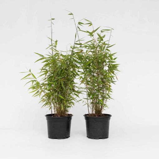 Plant in a Box - Bambus - 2 Stk - Fargesia nitida 'Red Dragon' - Höhe 60-80cm - Topf 17cm