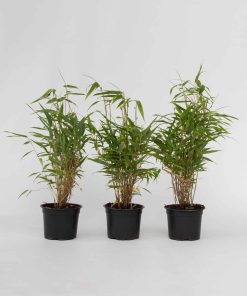Plant in a Box - Bambus - 3 Stk - Fargesia rufa - Höhe 25-40cm - Topf 13cm