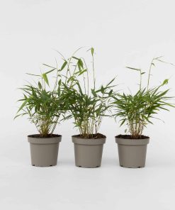 Plant in a Box - Bambus - 3 Stk - Fargesia scabrida 'Asian Wonder' - Höhe 25-40cm - Topf 13cm
