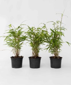 Plant in a Box - Bambus - 6 Stk - Fargesia papyrifera 'Grex' - Höhe 30-40cm - Topf 13cm