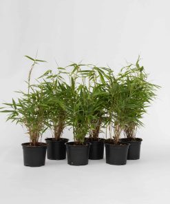 Plant in a Box - Bambus - 6 Stk - Fargesia rufa - Höhe 25-40cm - Topf 13cm