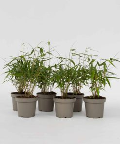 Plant in a Box - Bambus - 6 Stk - Fargesia scabrida 'Asian Wonder' - Höhe 25-40cm - Topf 13cm
