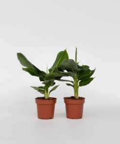 Plant in a Box - Bananenpflanze - 2 Stk - Musa 'Oriental Dwarf' - Höhe 25-40cm - Topf 12cm