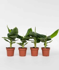 Plant in a Box - Bananenpflanze - 4 Stk - Musa 'Oriental Dwarf' - Höhe 25-40cm - Topf 12cm