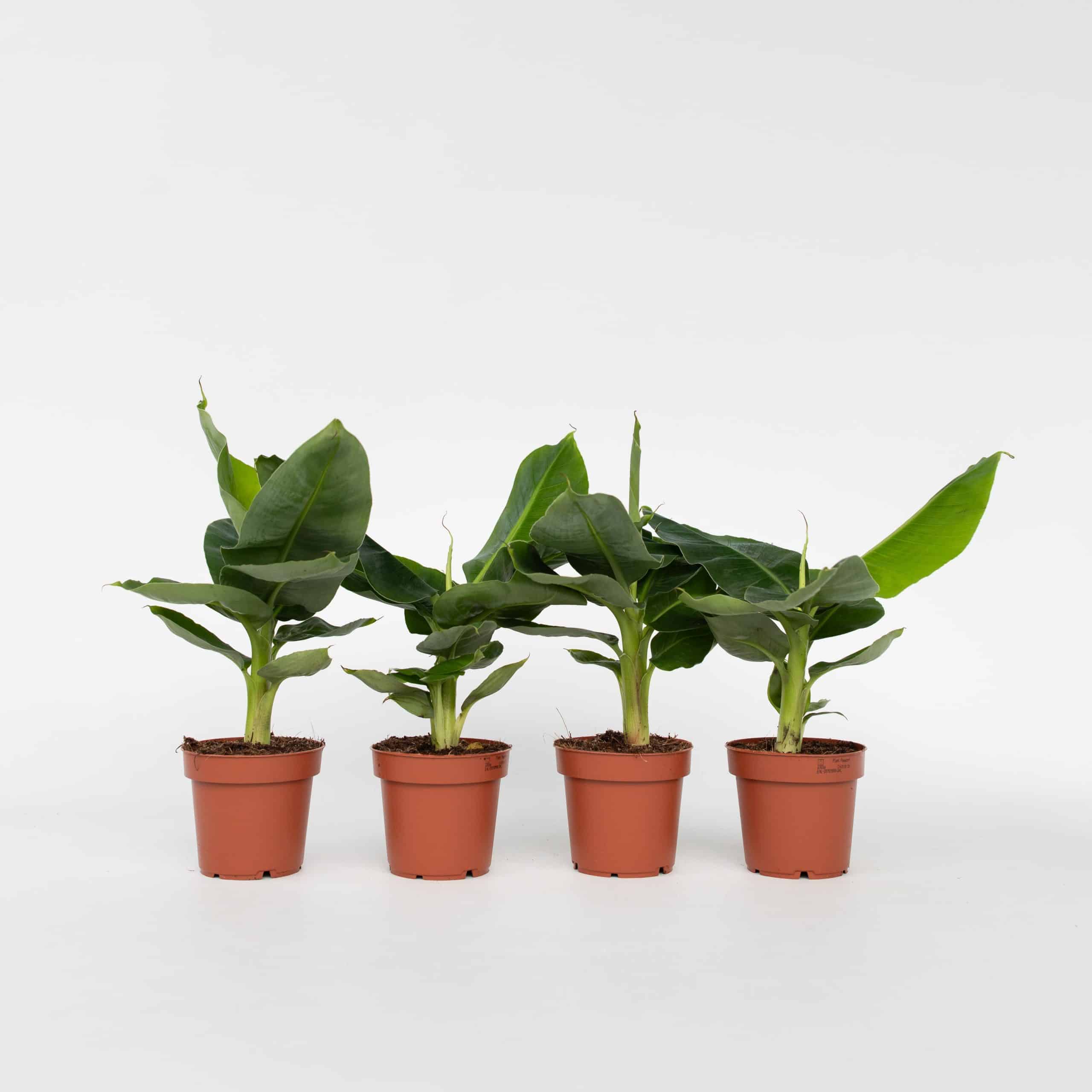 Plant in a Box - Bananenpflanze - 4 Stk - Musa 'Oriental Dwarf' - Höhe 25-40cm - Topf 12cm