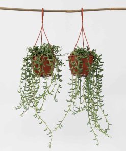 Plant in a Box - Bananenschnur - 2 Stk - Senecio radicans - Höhe 10-20cm - Topf 12cm