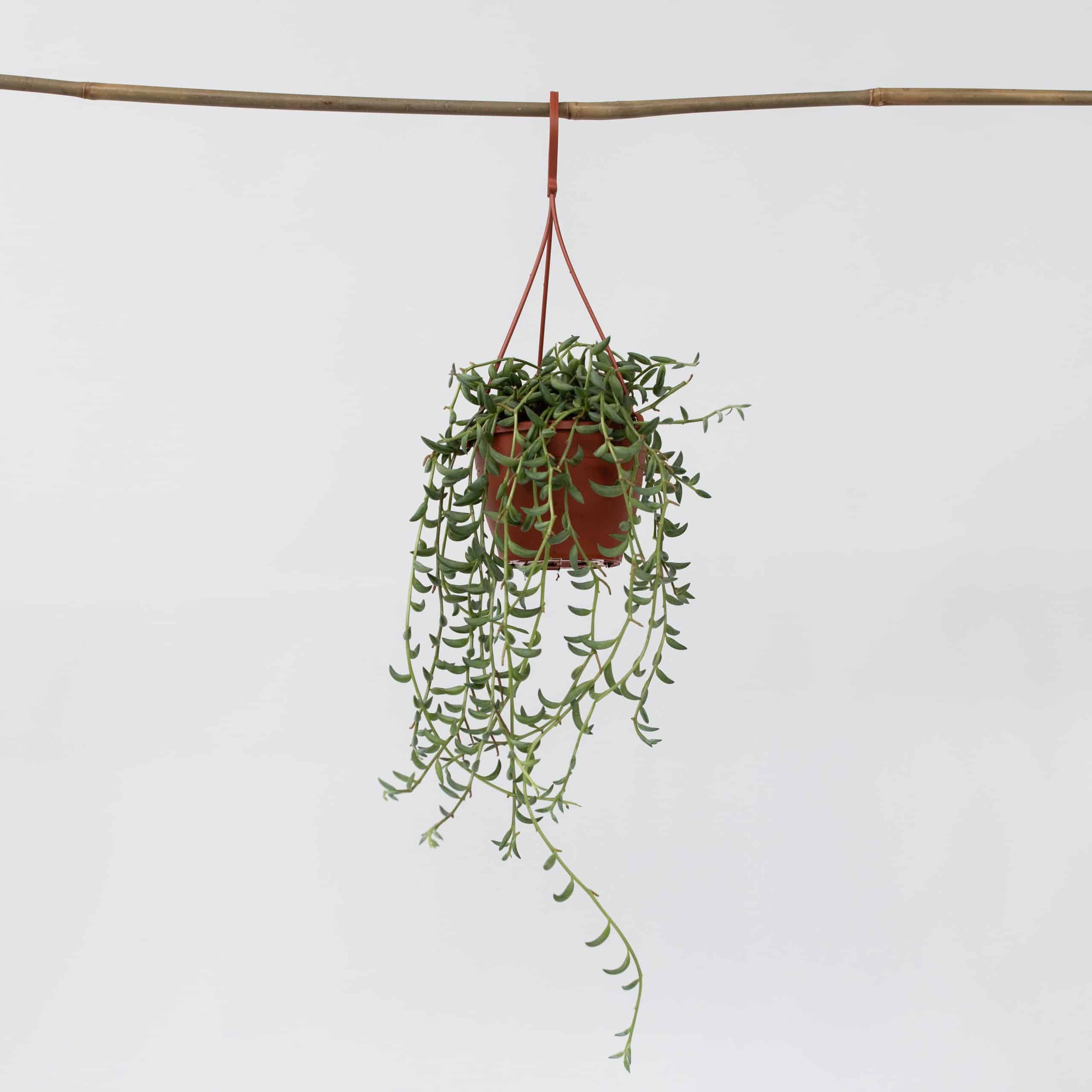 Plant in a Box - Bananenschnur - Senecio radicans - Höhe 10-20cm - Topf 12cm