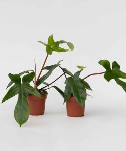 Plant in a Box - Baumfreund - 2 Stk - Philodendron 'Florida Green' - Höhe 20-30cm - Topf 12cm