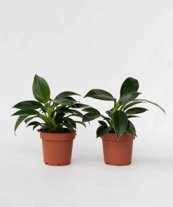 Plant in a Box - Baumfreund - 2 Stk - Philodendron 'Green Princess' - Höhe 20-30cm - Topf 12cm