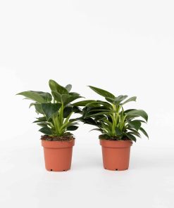 Plant in a Box - Baumfreund - 2 Stk - Philodendron 'White Wave' - Höhe 25-40cm - Topf 12cm