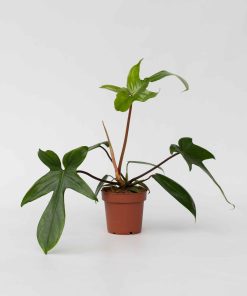 Plant in a Box - Baumfreund - Philodendron 'Florida Green' - Höhe 20-30cm - Topf 12cm