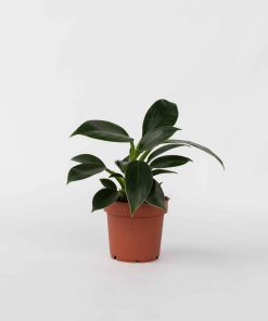 Plant in a Box - Baumfreund - Philodendron 'Green Princess' - Höhe 20-30cm - Topf 12cm