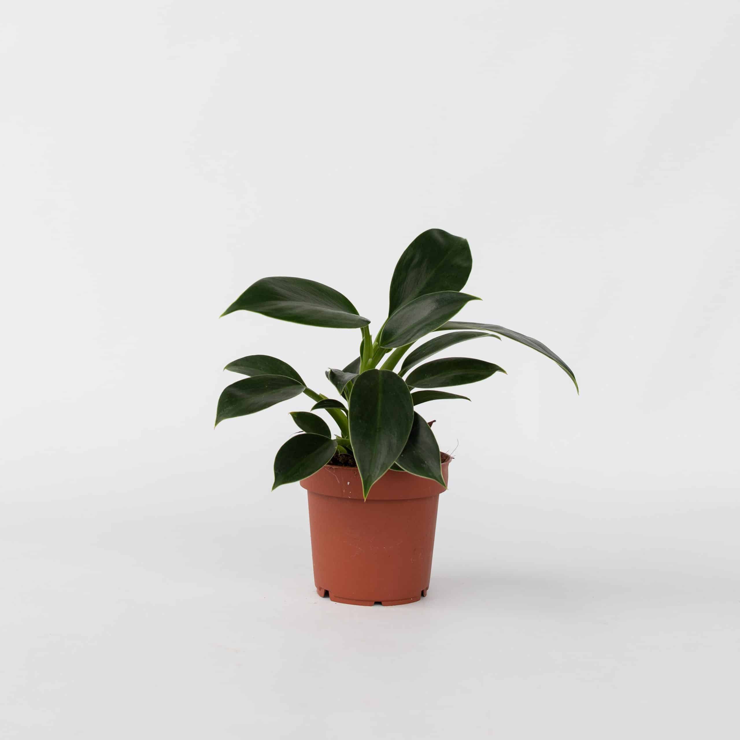Plant in a Box - Baumfreund - Philodendron 'Green Princess' - Höhe 20-30cm - Topf 12cm