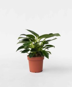 Plant in a Box - Baumfreund - Philodendron 'White Wave' - Höhe 25-40cm - Topf 12cm