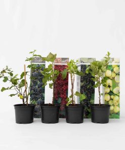 Plant in a Box - Beerenpflanzen - 4 Stk - Rubus