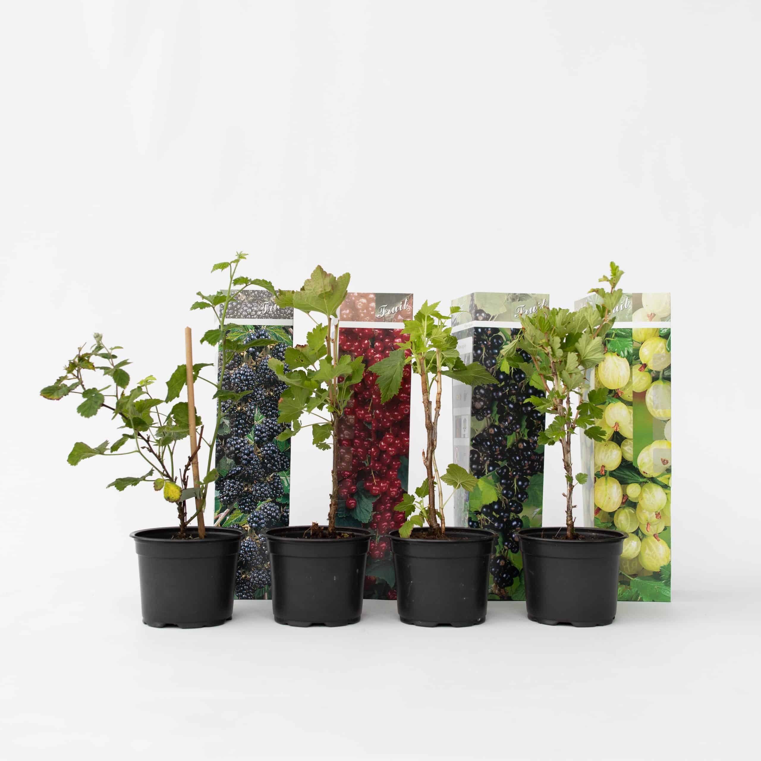 Plant in a Box - Beerenpflanzen - 4 Stk - Rubus