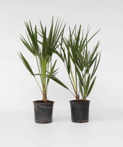 Plant in a Box - Bergpalme - 2 Stk - Chamaerops humilis - Höhe 50-60cm - Topf 15cm